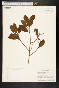 Laguncularia racemosa image