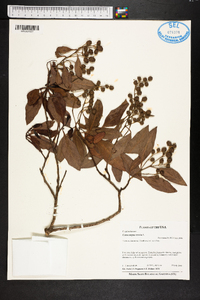 Conocarpus erectus image