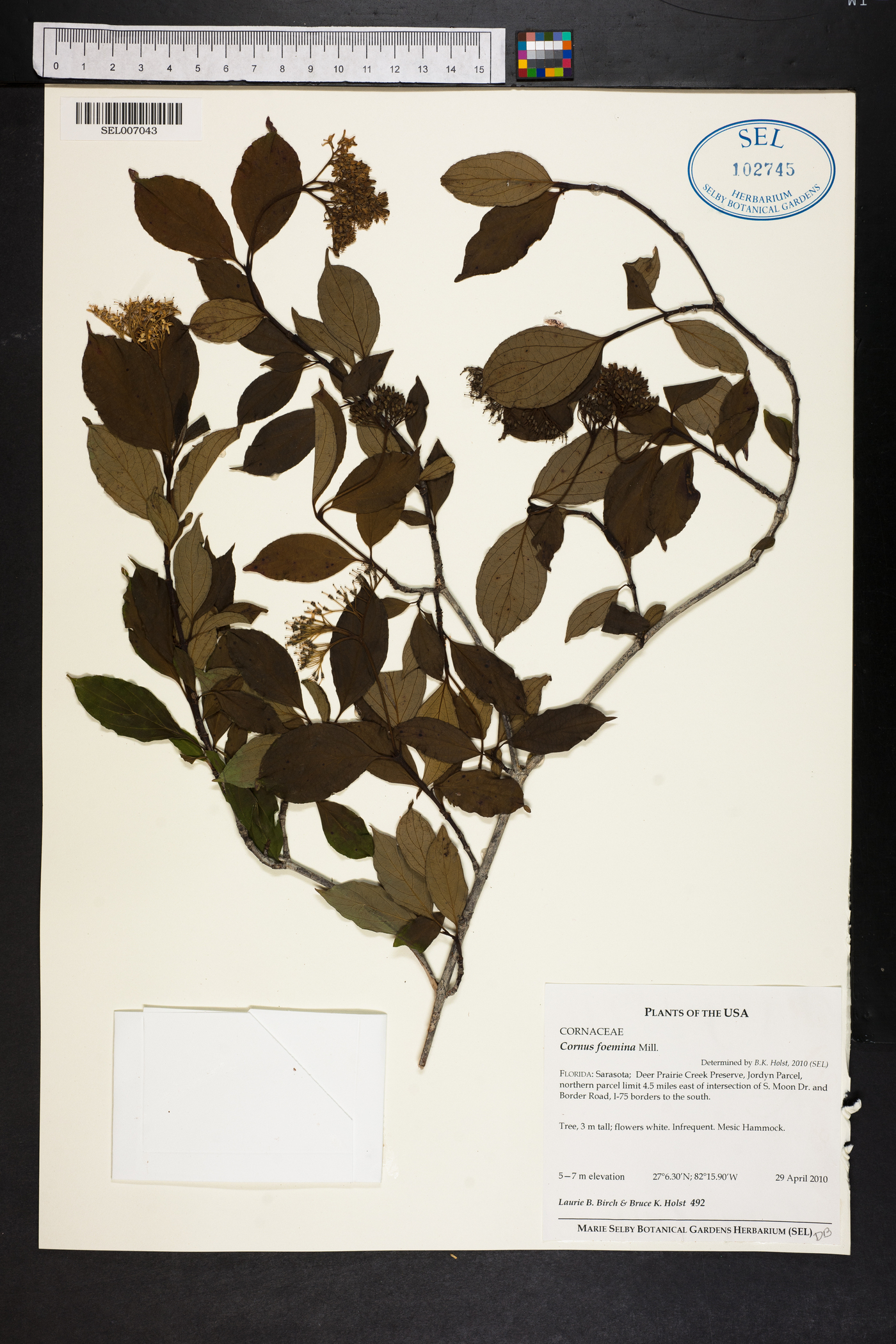 Cornus foemina image