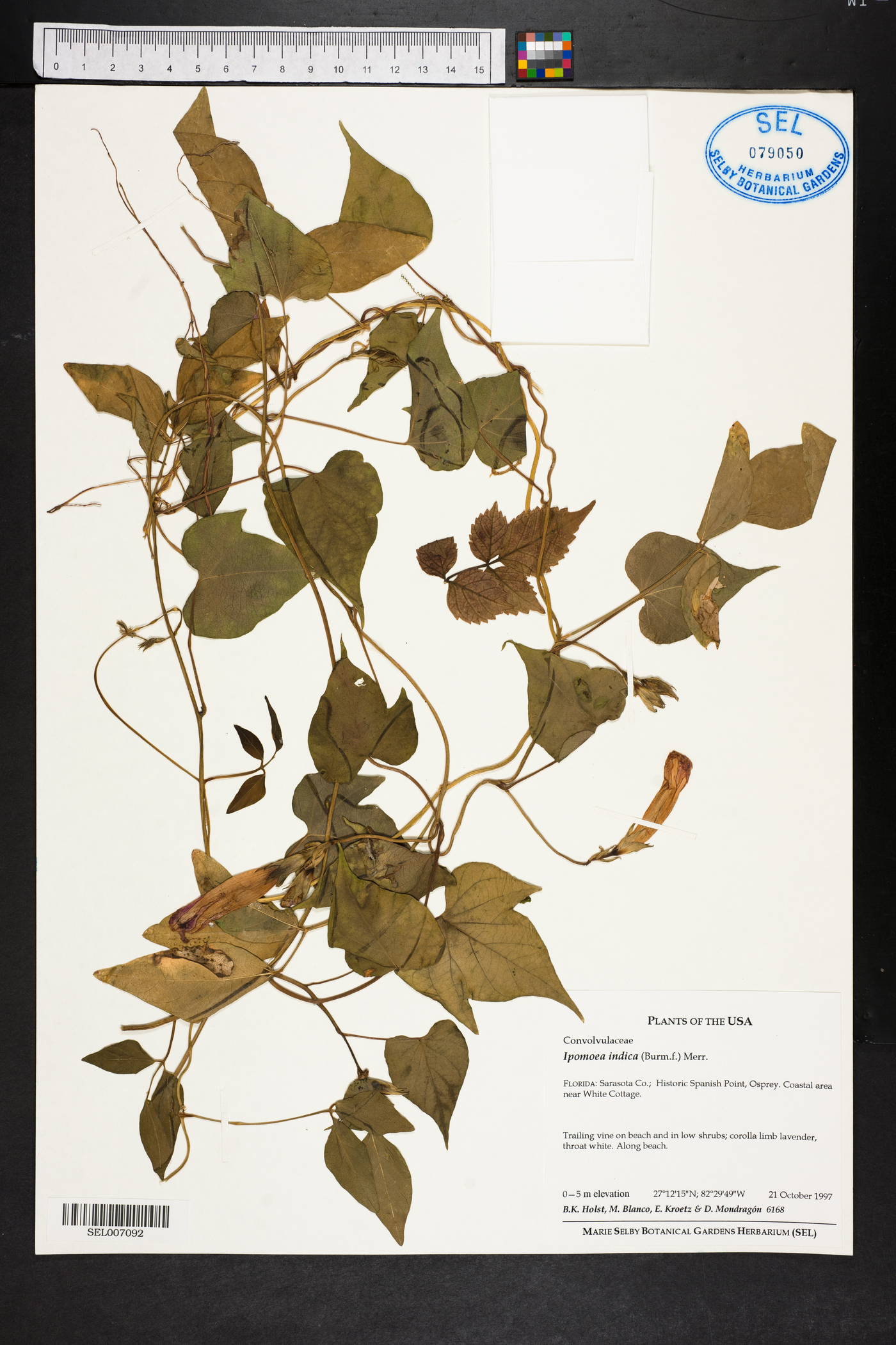 Ipomoea indica image