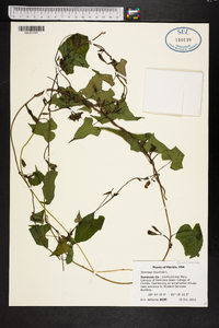 Ipomoea lacunosa image