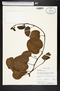 Ipomoea pes-caprae image