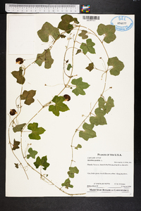 Melothria pendula image