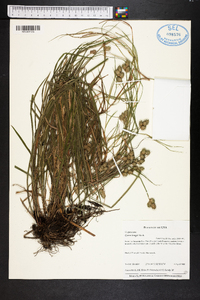 Carex longii image