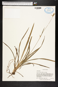 Carex lonchocarpa image