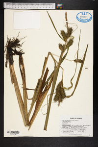 Carex lupuliformis image