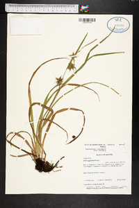 Carex lupuliformis image