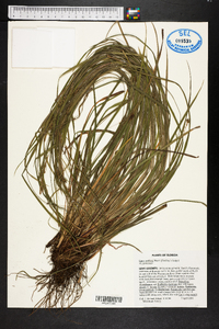 Carex godfreyi image