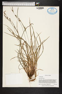 Carex godfreyi image