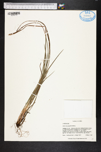 Carex dasycarpa image