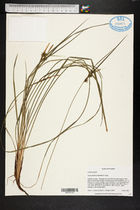 Carex elliottii image