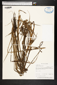 Cyperus distinctus image