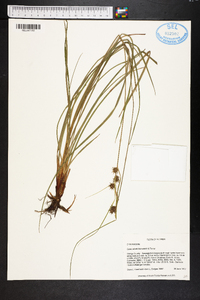 Carex elliottii image