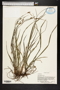 Carex chapmanii image