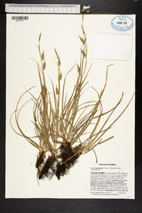 Carex cherokeensis image