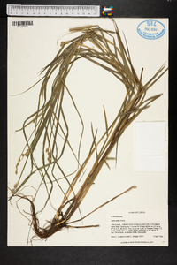 Carex alata image