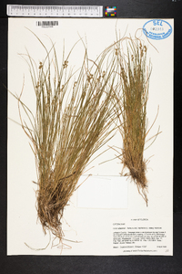 Carex atlantica subsp. capillacea image