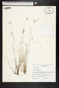 Bulbostylis ciliatifolia image
