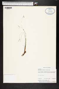 Bulbostylis ciliatifolia image