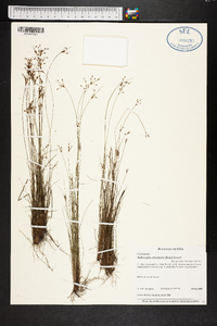 Bulbostylis ciliatifolia image