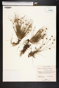 Bulbostylis stenophylla image