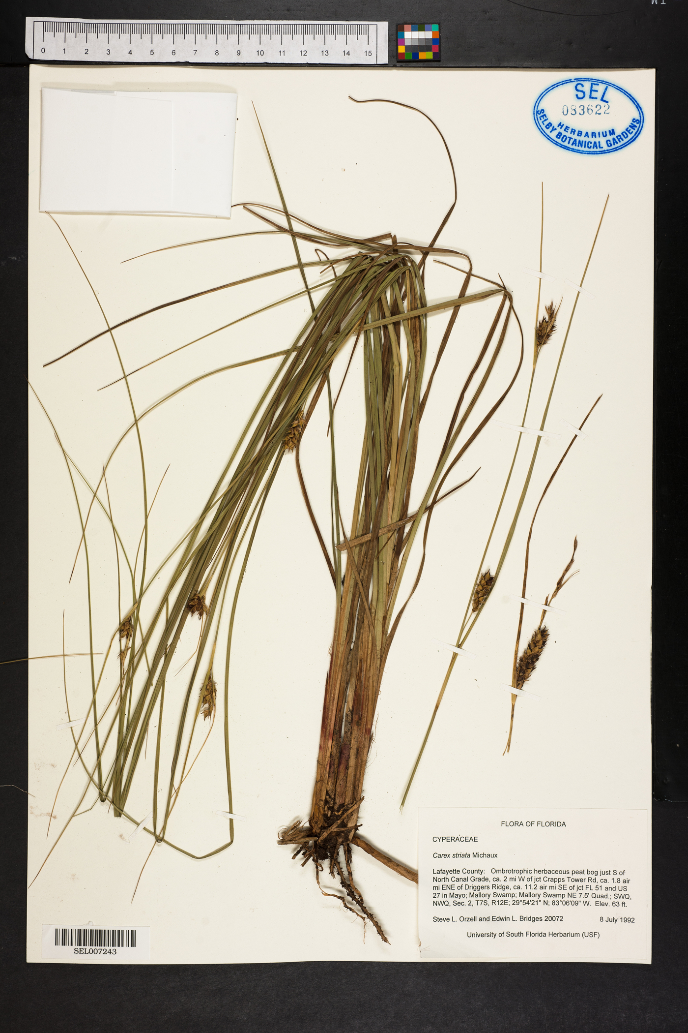 Carex striata image