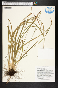 Carex striata image