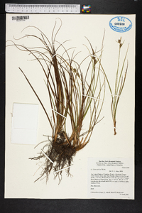 Carex striata image