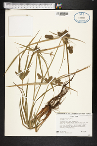 Cyperus aggregatus image