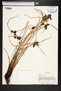 Cyperus difformis image