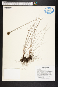 Cyperus filiculmis image