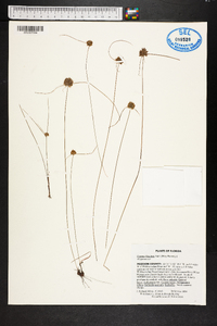 Cyperus filiculmis image