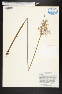 Cyperus haspan image