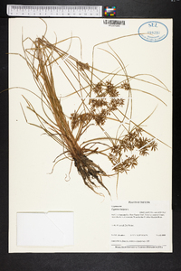 Cyperus haspan image