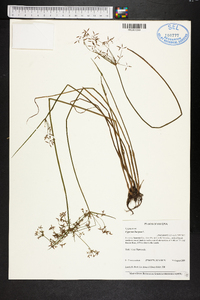 Cyperus haspan image