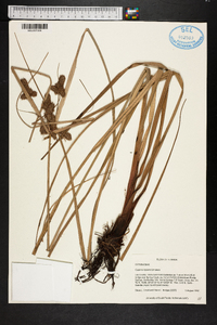 Cyperus ligularis image