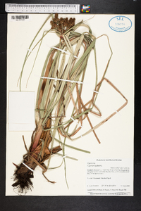 Cyperus ligularis image