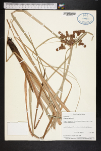 Cyperus ligularis image