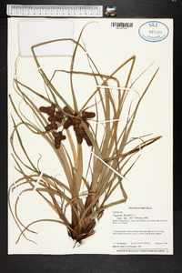 Cyperus ligularis image