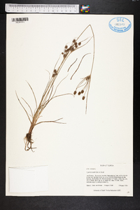 Cyperus nashii image