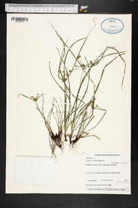 Cyperus ovatus image