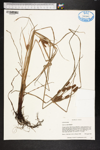 Cyperus ovatus image