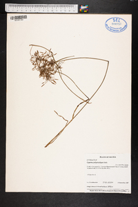 Cyperus polystachyos image