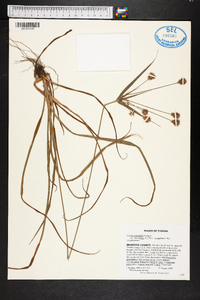 Cyperus plukenetii image