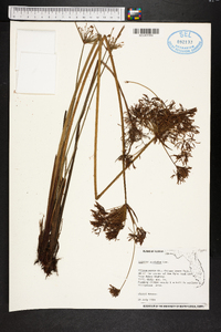 Cyperus polystachyos image