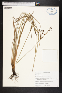 Fimbristylis caroliniana image