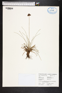 Fimbristylis cymosa image