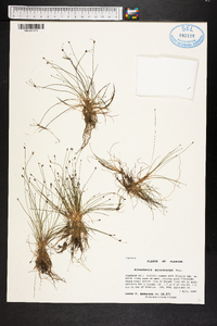 Eleocharis microcarpa image