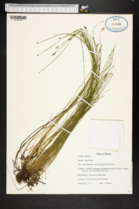 Eleocharis albida image