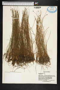 Eleocharis albida image